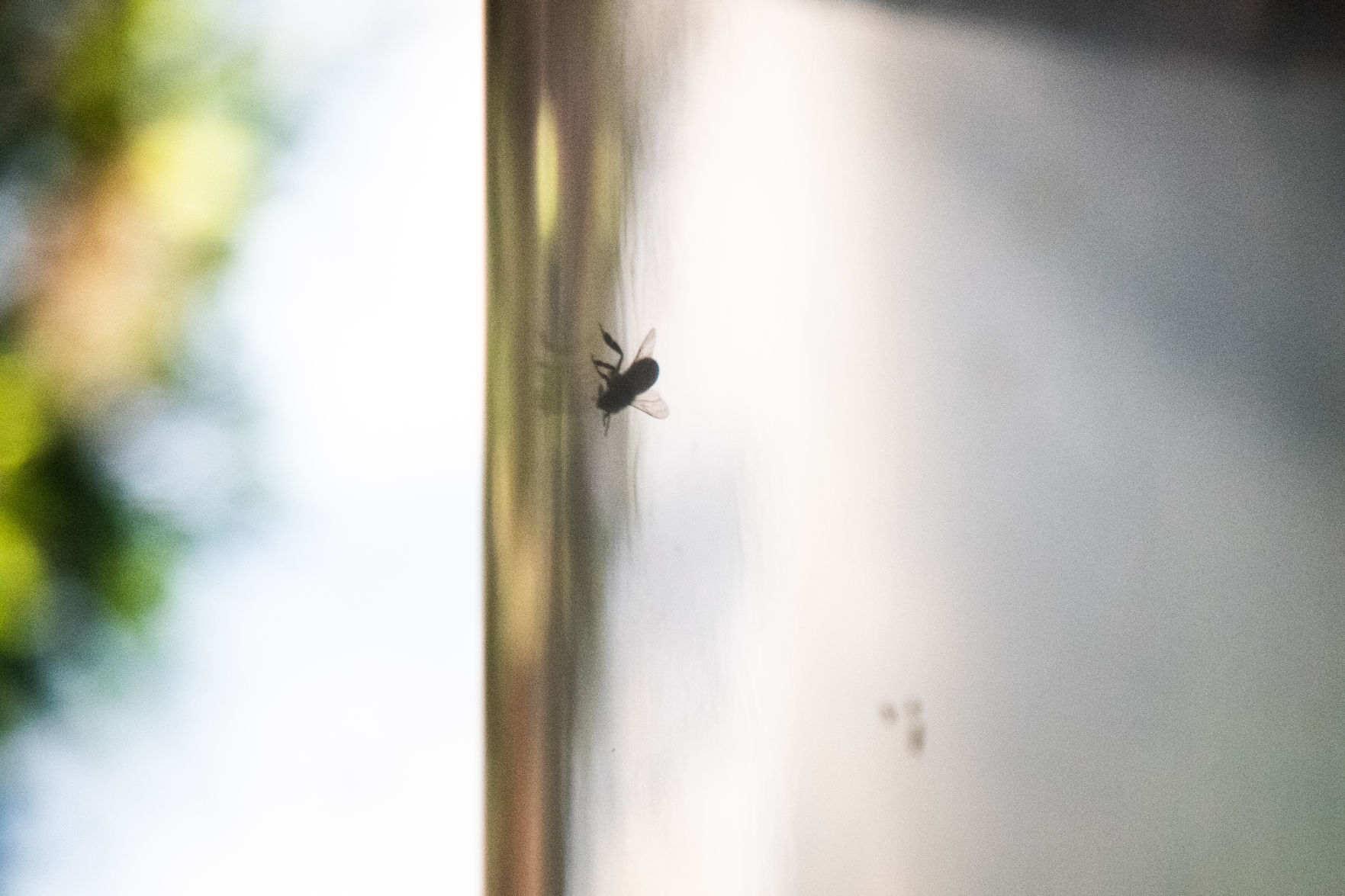 Bees 20
